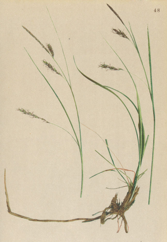 ALPENFLORA ALPINE FLOWERS. Carex ferruginea Scop-Rostbraune Segge 1897 print